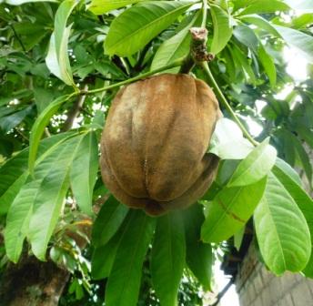 Poponjoche, Olla de Mono, Castaña de Guinea;  Provision Tree (Creole);  (Pachira aquatica )
